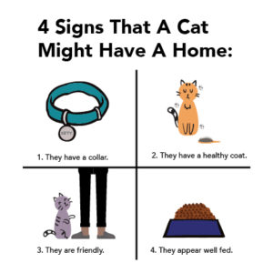 Info graphic - 4 signs a cat might have an owner. 1) collar 2) healthy 3)friendly 4) appear well fed