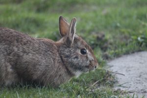 Eastern Cottontail Rabbits background
