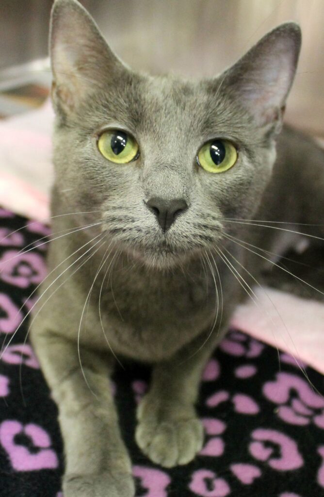 Sophie, a grey cat with green eyes, sitting on a pink blanket