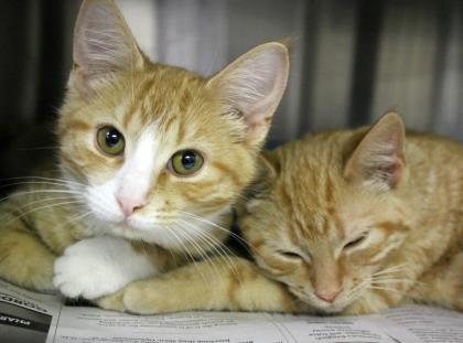 Elli and Sam, two orange tabby cats, lying side by side