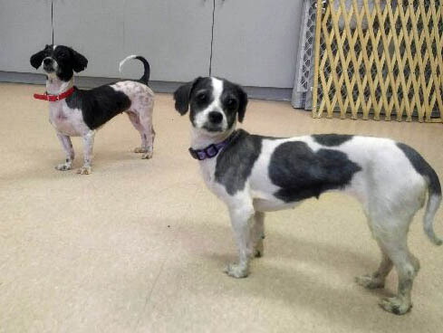 Two small black and white dogs, freshly groomed, standing on a carpet