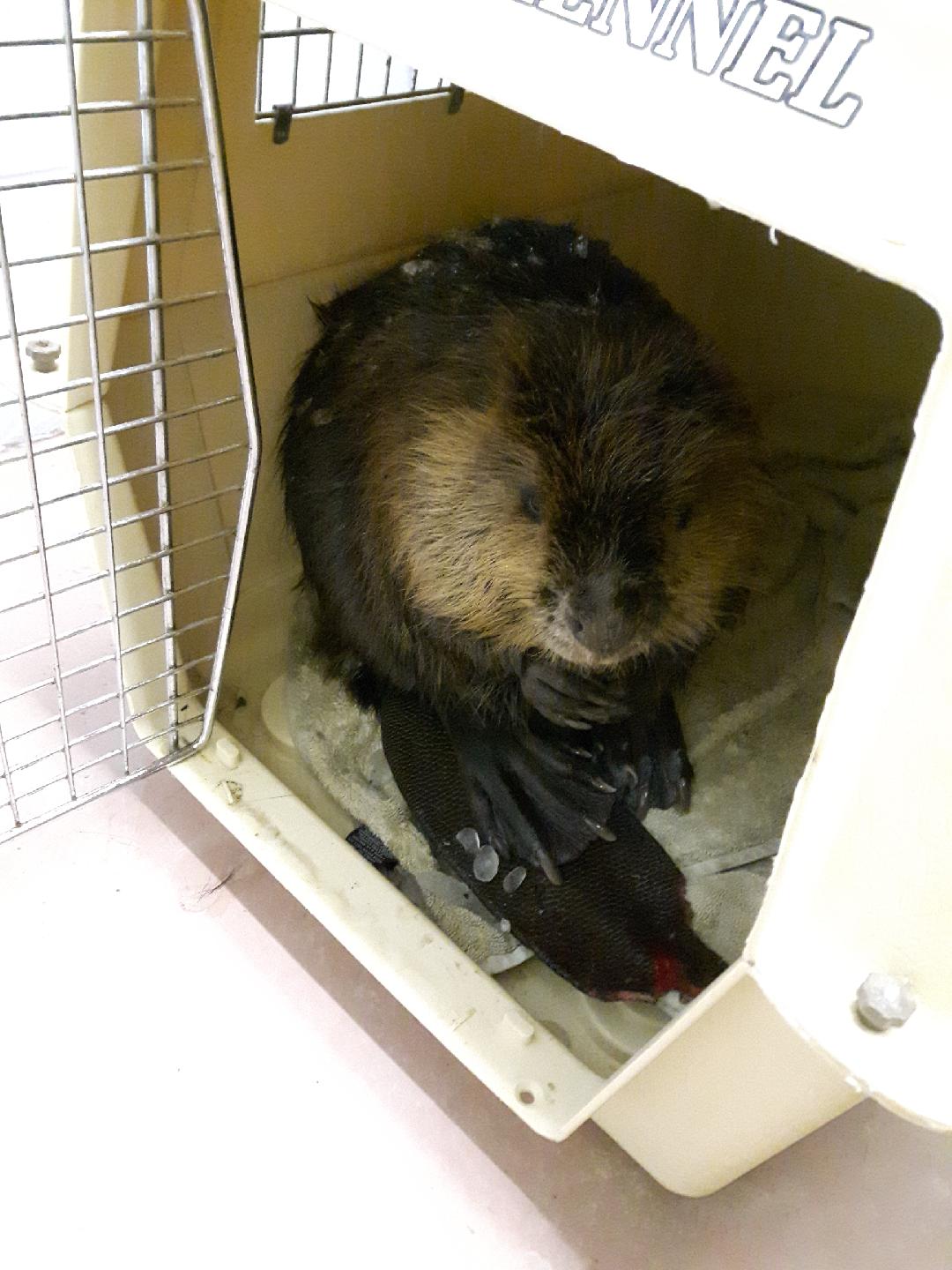 Beaver resting in a pet carrier