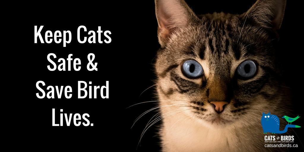 Keep cats safe and save bird lives. Shown with a tabby cat with blue eyes.