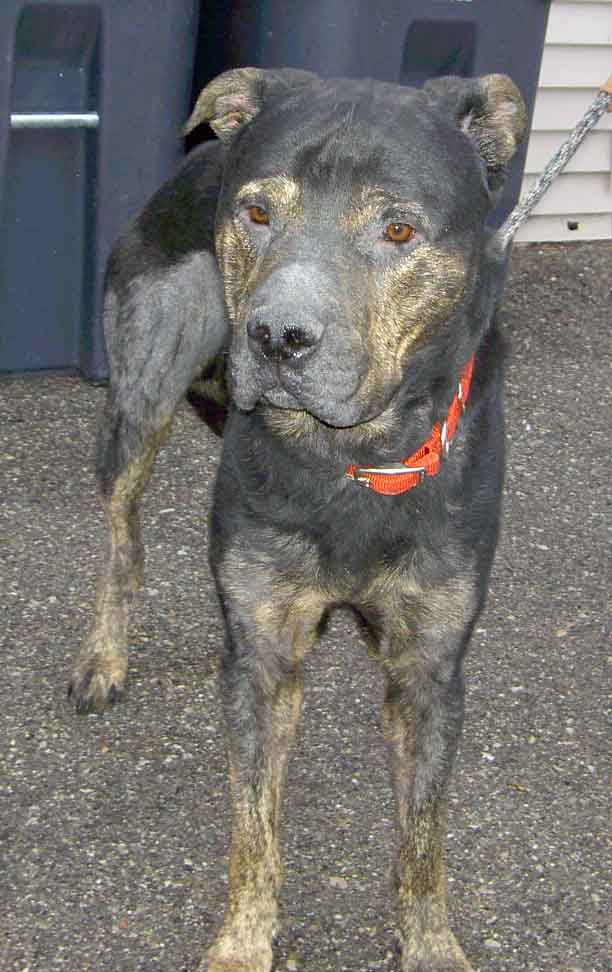 Rottweiler mix in poor condition with patchy fur, wearing an orange collar