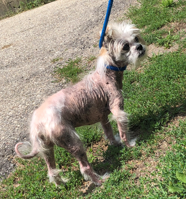 Shih Tzu with patchy, shaved fur standing on a path
