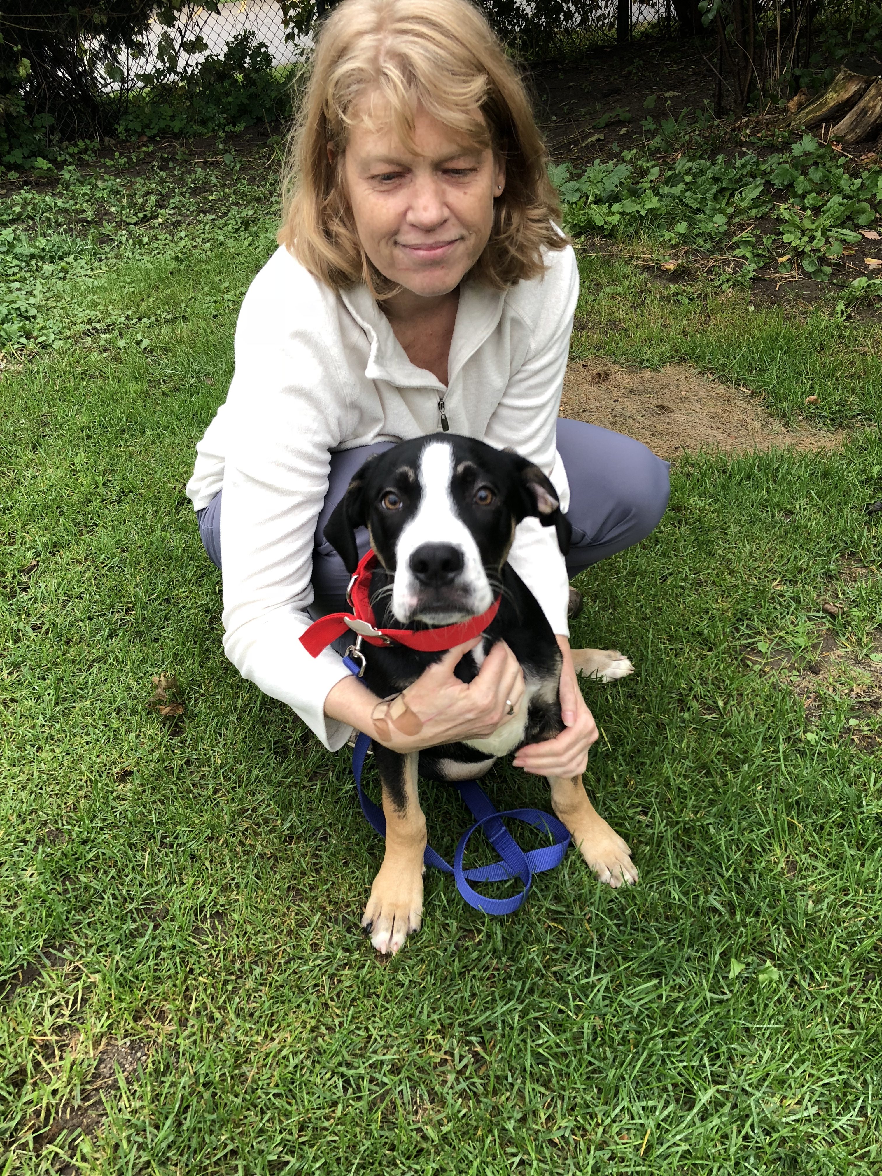 Woman kneeling on the grass with a black and white puppy in a red harness