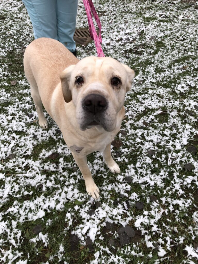 Tan dog on a pink leash standing on a lightly snowy lawn