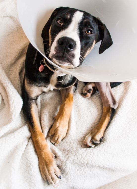 Bentley, a Great Dane cross puppy wearing a cone, lying on a white blanket while he recovers