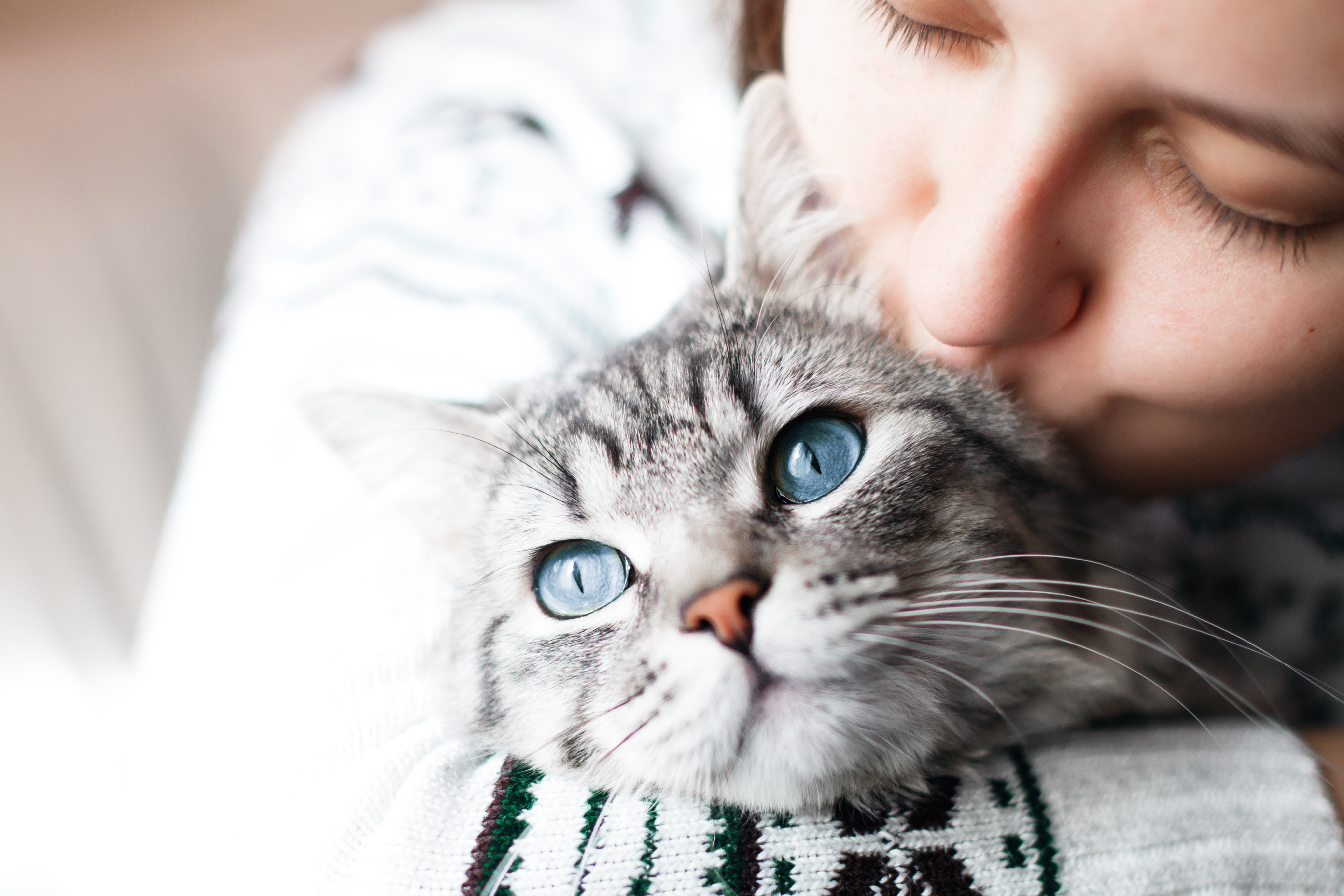 Woman cuddling a grey tabby cat with blue eyes