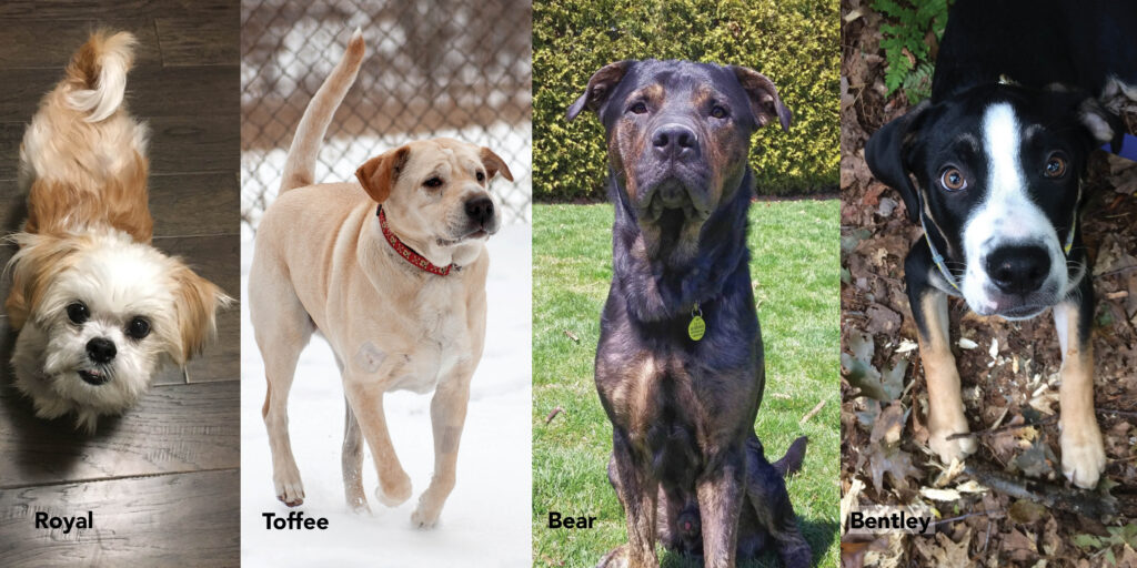 Photos of four dogs saved in 2018: Royal, Toffee, Bear and Bentley