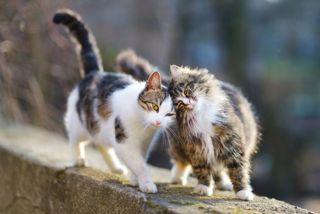 Two cats, one calico and one tabby, nuzzling on a stone ledge