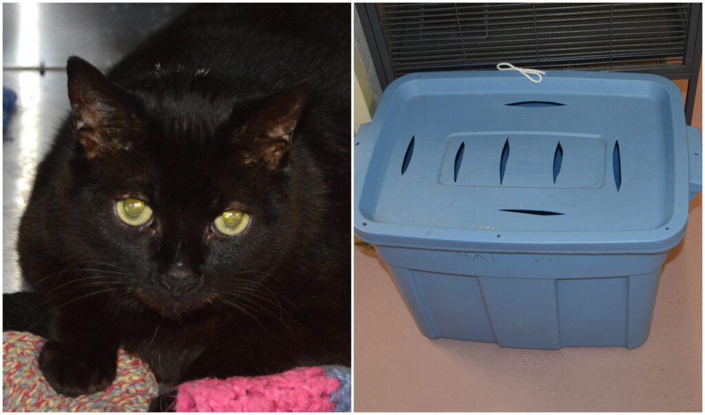 Side-by-side photos of a black cat and the blue plastic tote bin it was found in