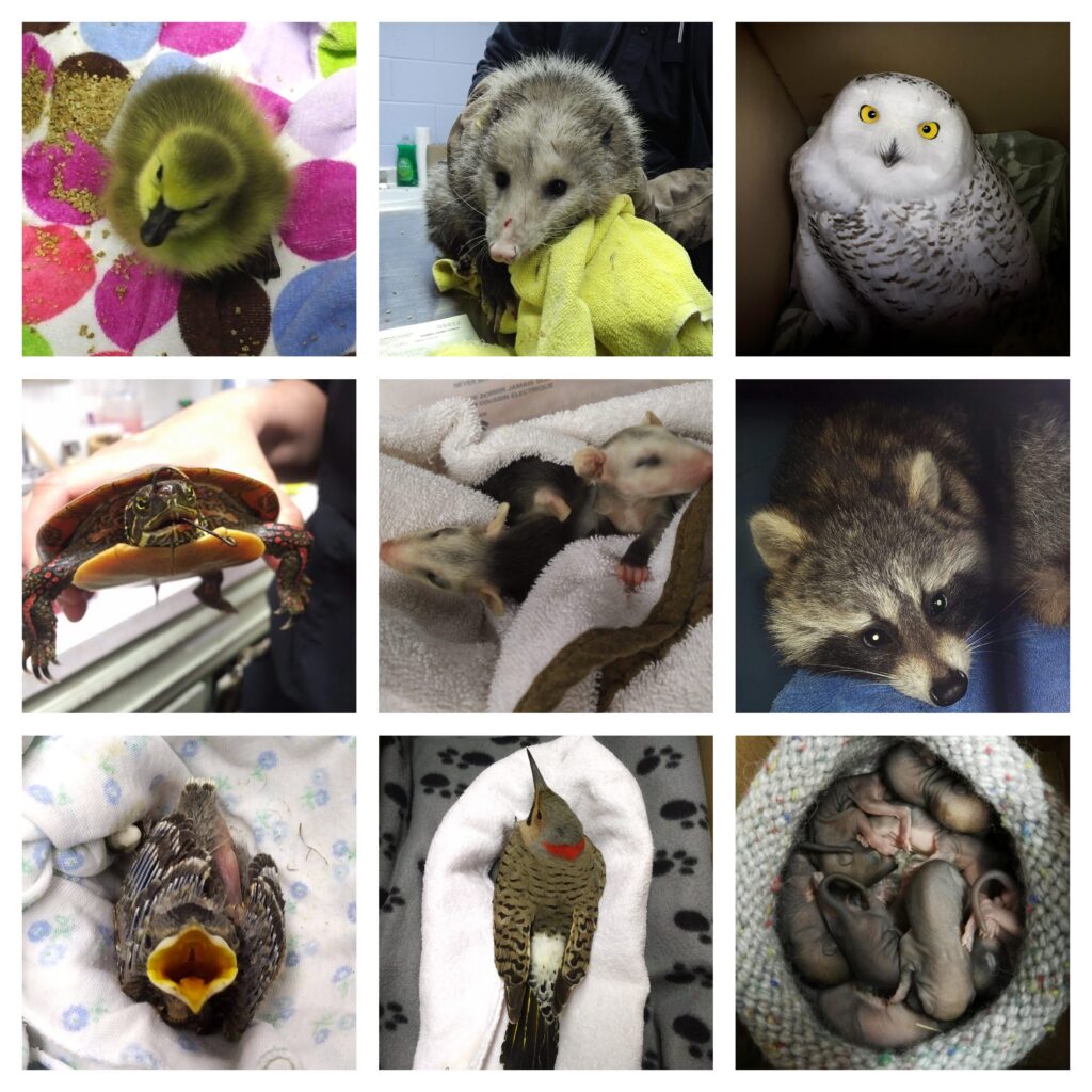 Collage of nine photos of wildlife in care, including ducklings, an opossum, a snowy owl, a turtle, a raccoon and baby birds