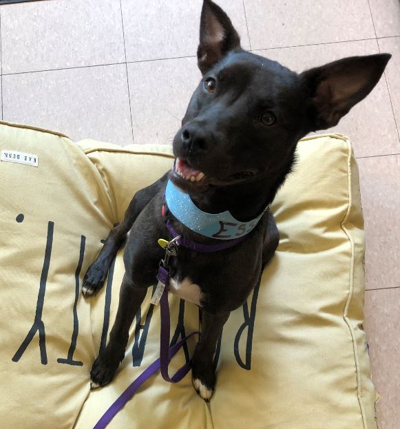 Small black dog in a blue collar sitting on a pillow that reads "Royalty"