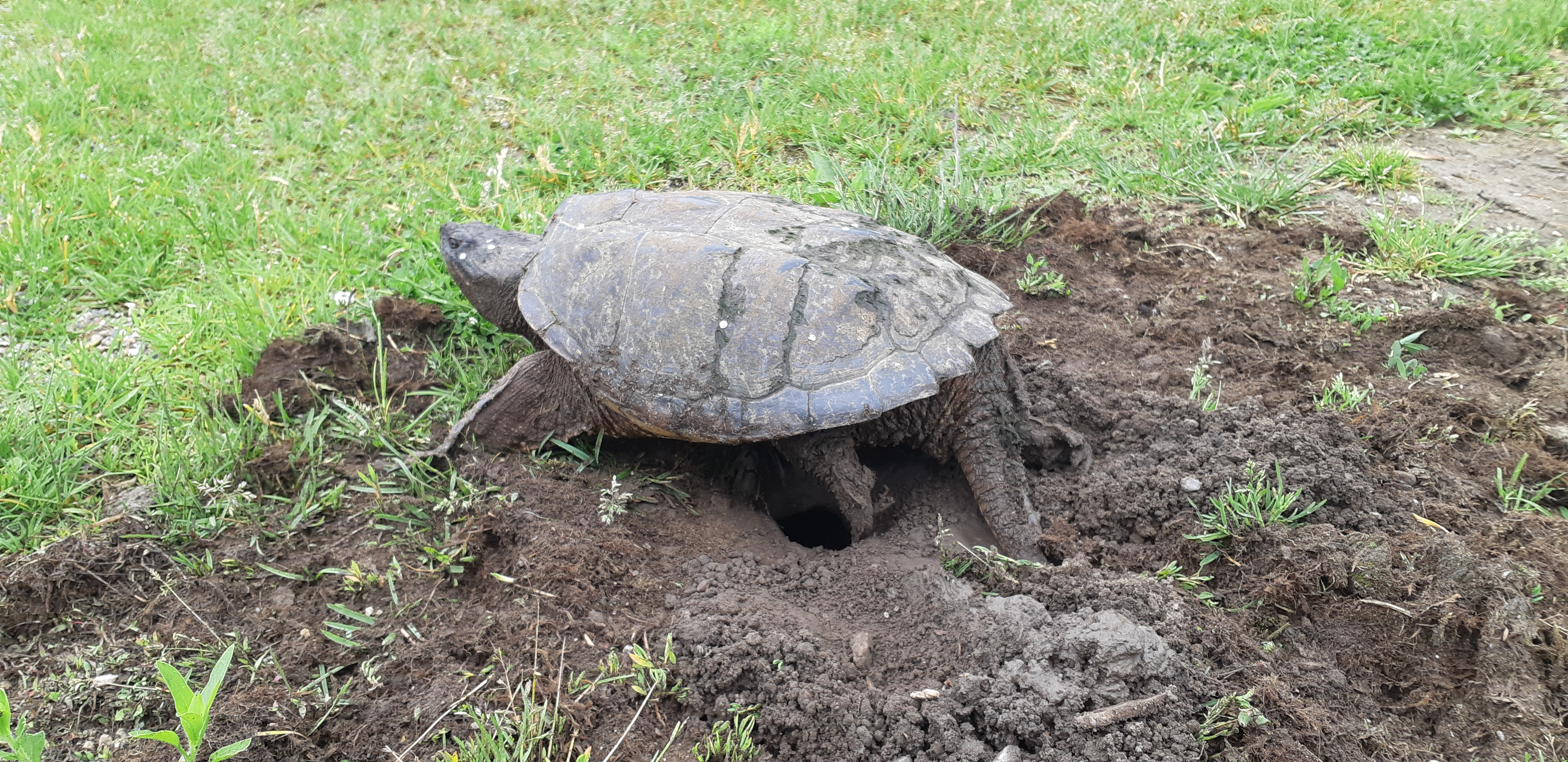 Turtle digging a nest in the dirt at the edge of a lawn