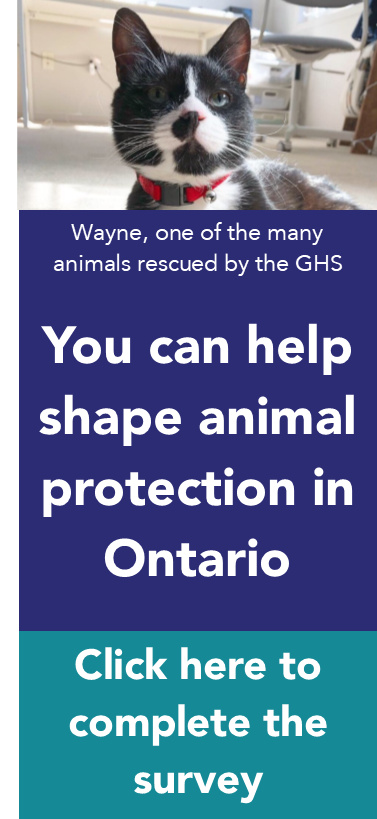 Wayne, a black and white cat, one of the many animals rescued by the GHS. You can help shape animal protection in Ontario. Click here to complete the survey.