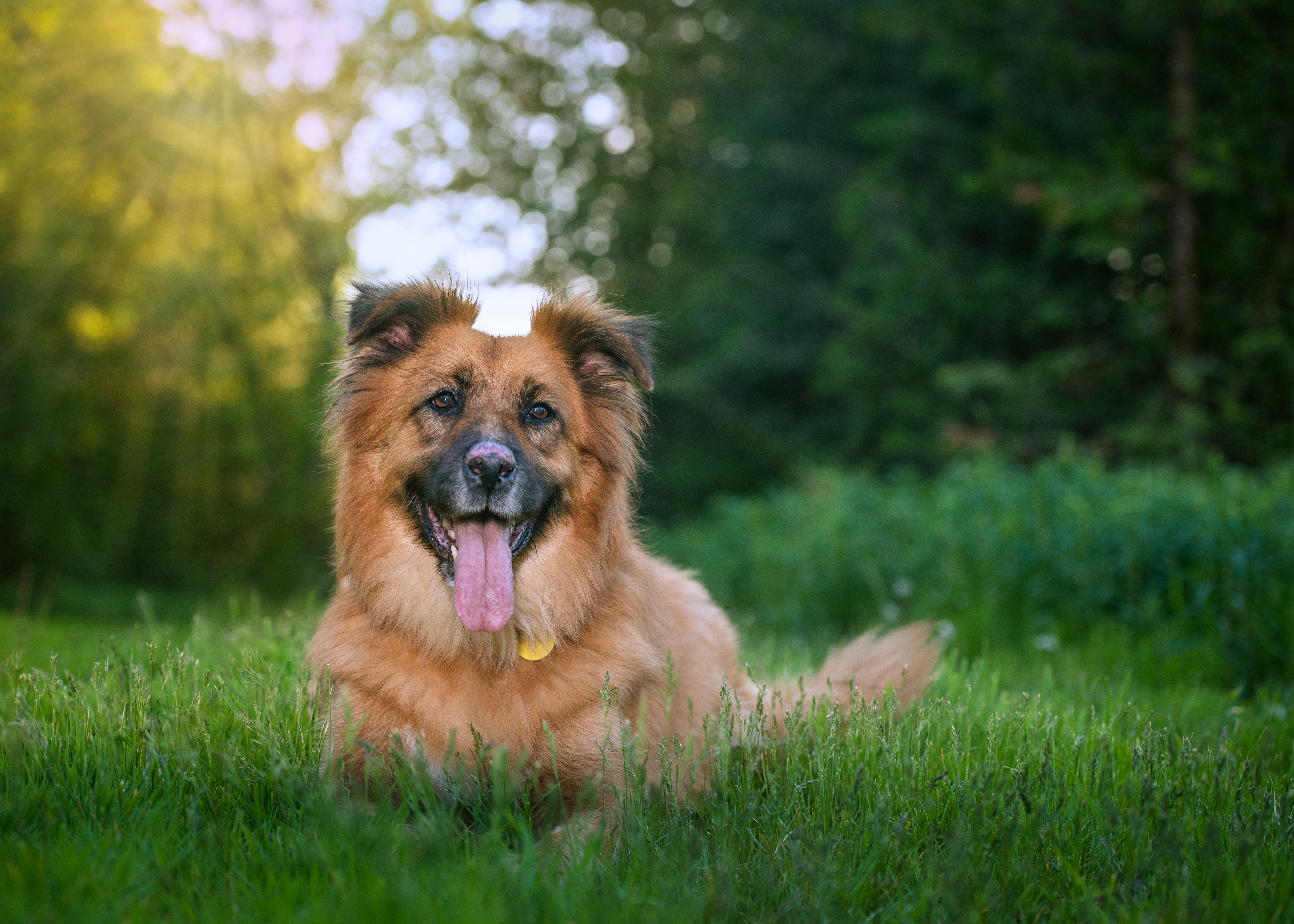 Morgan, a fluffy brown and black dog, smiling in a grassy field