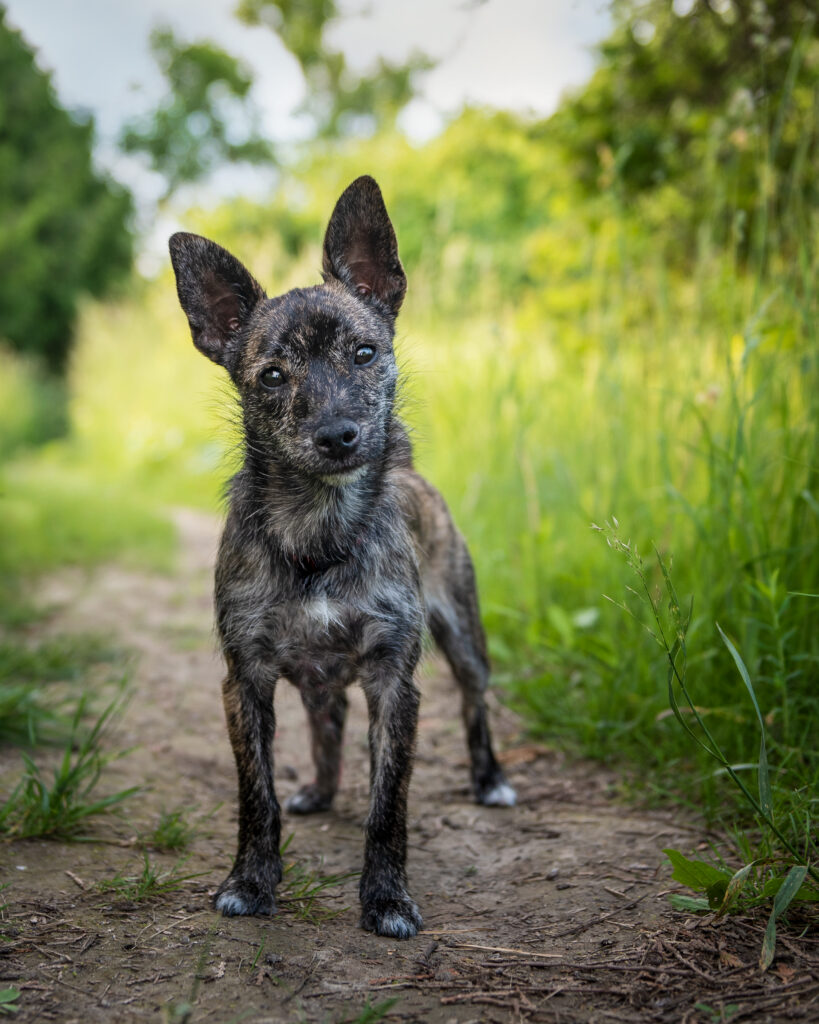 Millie, a small brindle dog with upright ears, standing on a grassy path