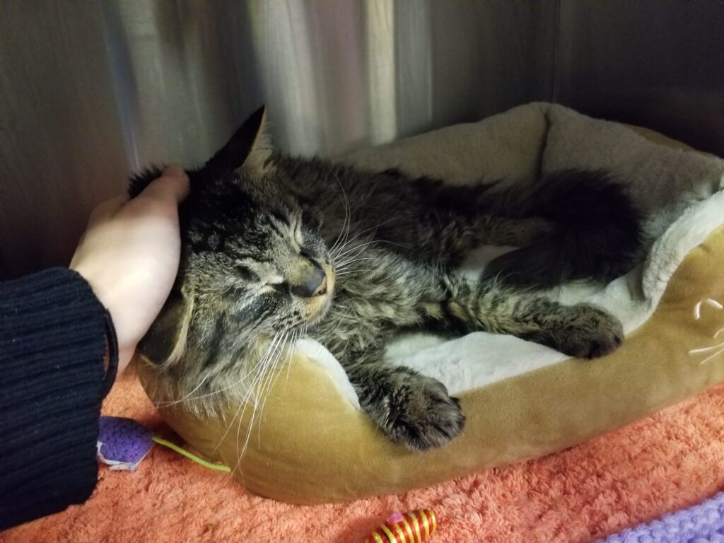 Person petting a grey tabby cat resting in a cat bed