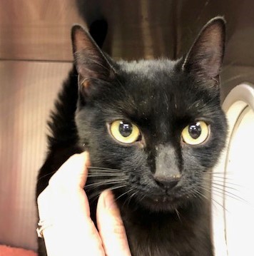 Black cat with yellow eyes looking at the camera