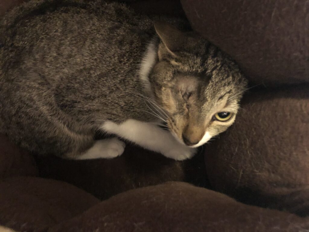 Sophia, a tabby cat, resting on a brown blanket after her surgery