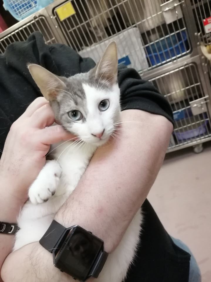 Person holding a grey and white kitten