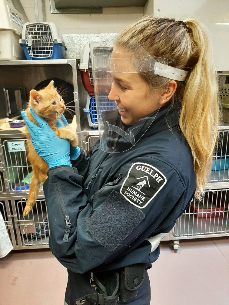 GHS animal services officer in gloves holding an orange kitten