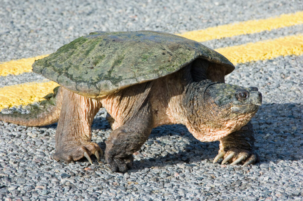 Snapping turtle crossing a road