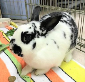 A white and black spotted rabbit sits in an enclosure on a towel with a treat in front of it. He has black upright ears.
