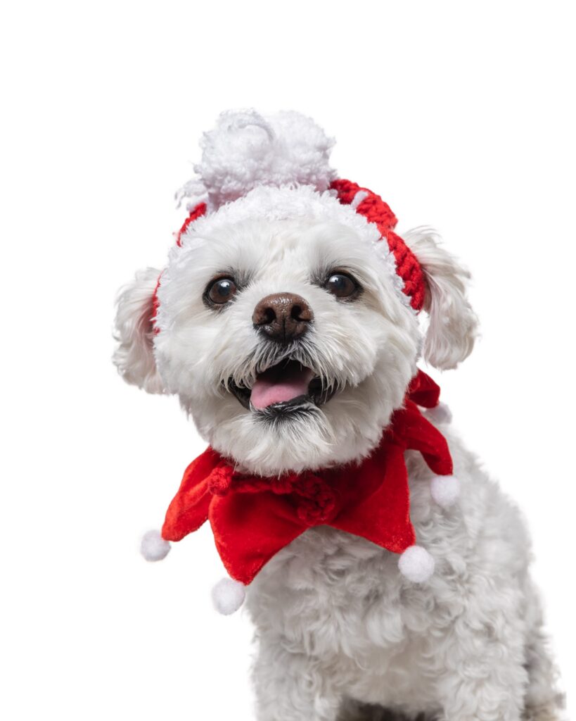 Butterscotch, a small white dog in a red Santa hat and scarf