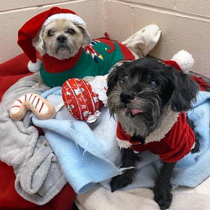 Holly and Claus, two small dogs in Christmas outfits, sitting on a blanket