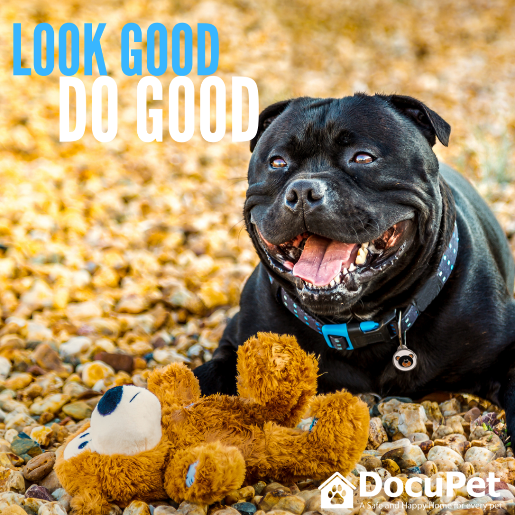 Black Staffordshire bull terrier smiling beside a teddy bear, with the text "Look good, do good" and the DocuPet logo