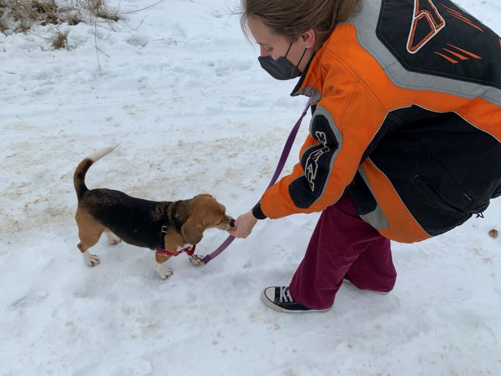 Melissa Stolz, Intake and Behaviour Coordinator at GHS, rewarding Ethel, a beagle, with a treat in the snow