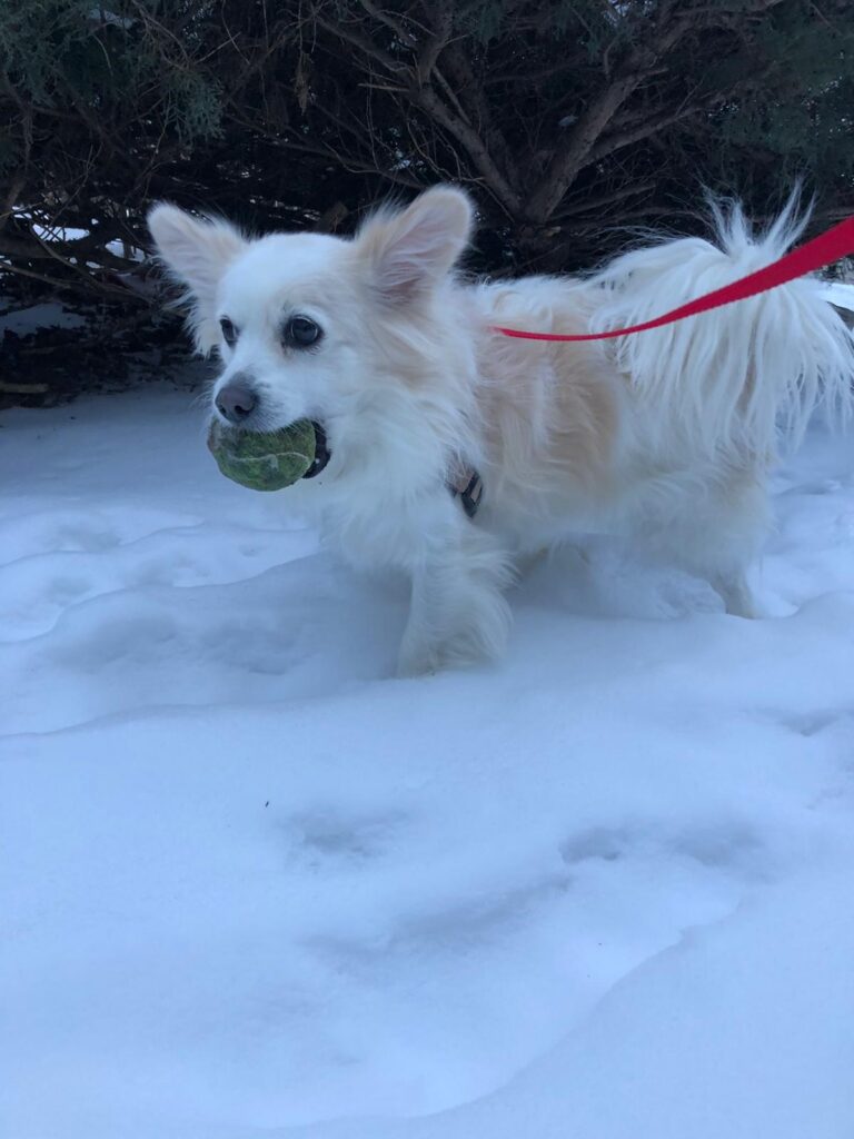 Milo, a small white and tan dog, walking in the snow with a ball in his mouth
