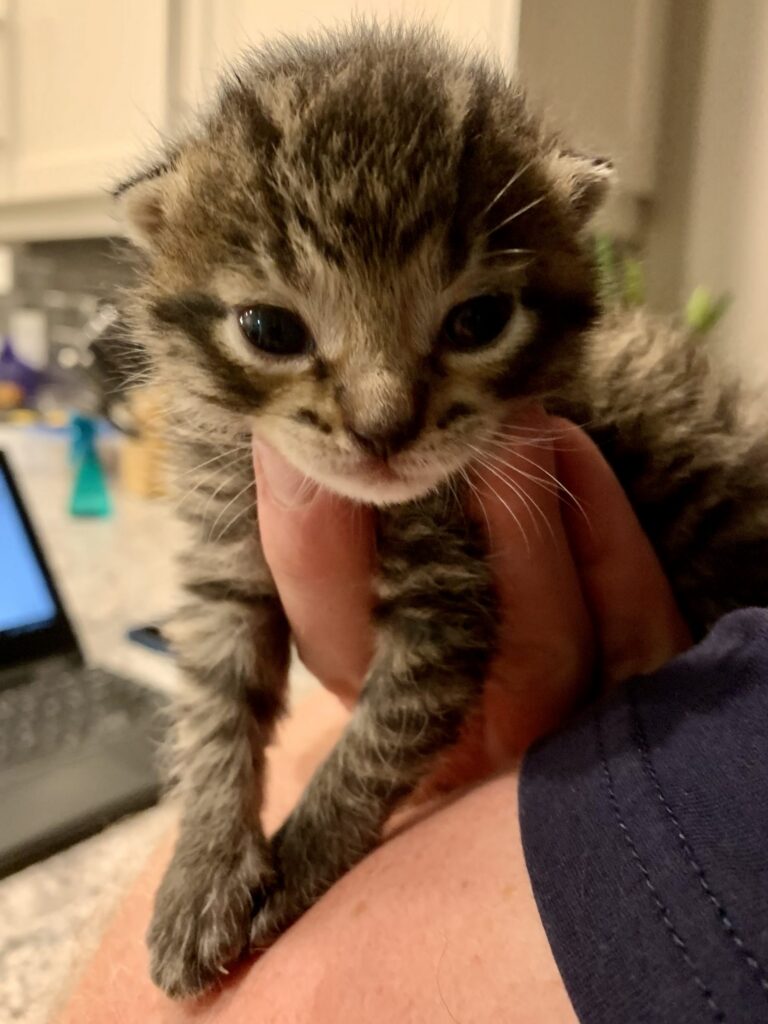 Pancake, a tiny tabby kitten, held in someone's hand