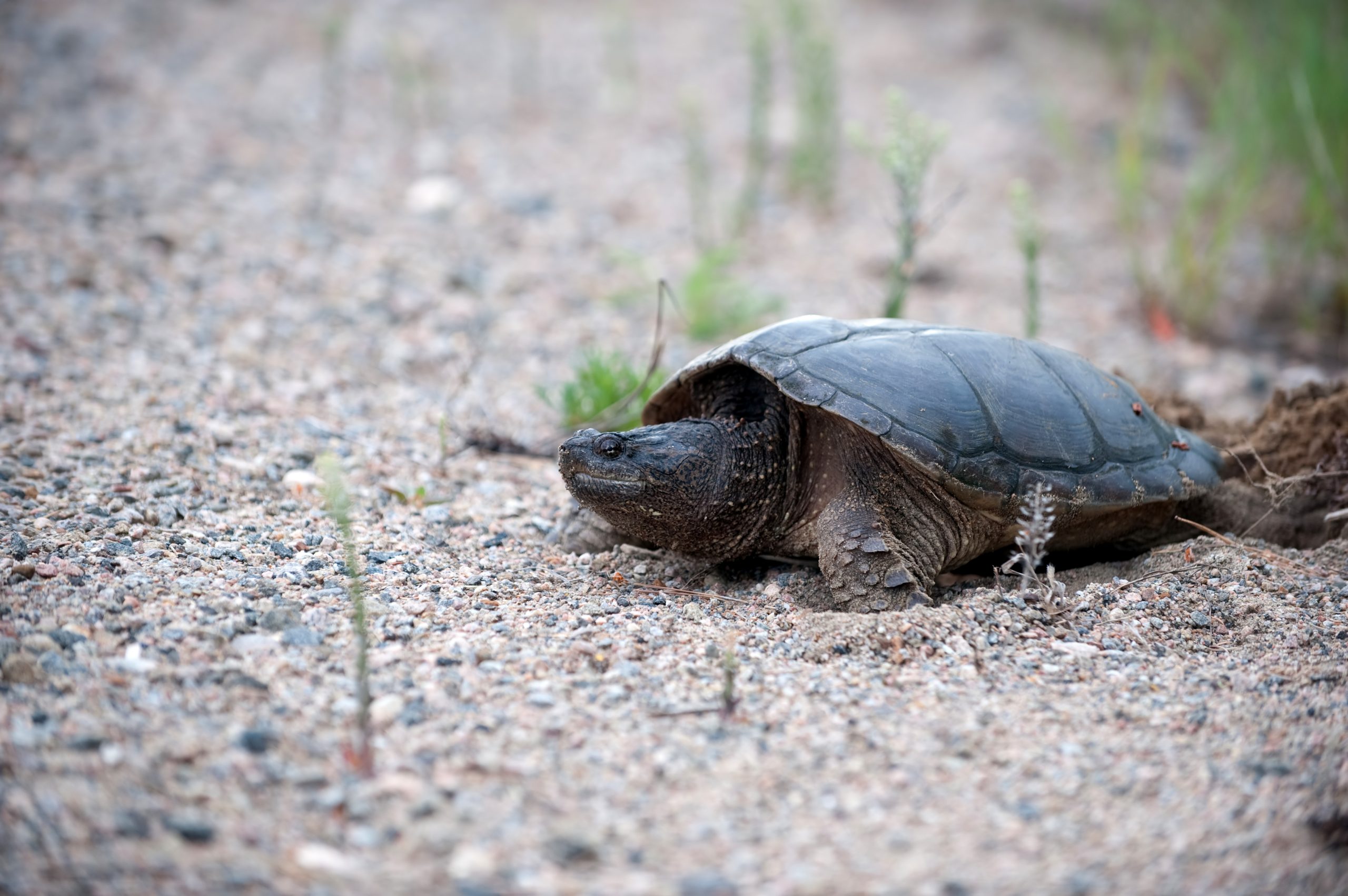 Snapping turtle on a gravel shoulder