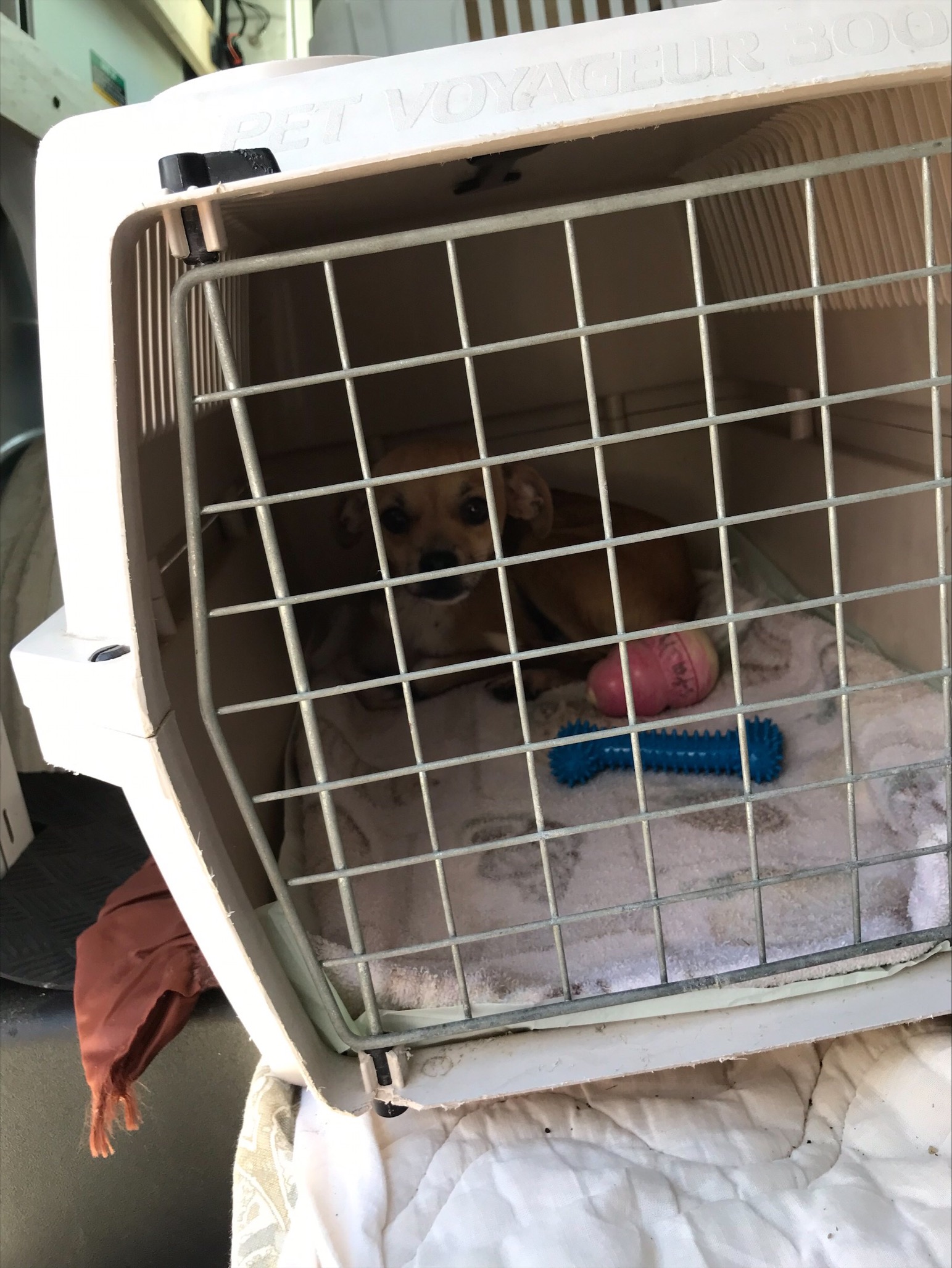 Small chihuahua inside a pet carrier