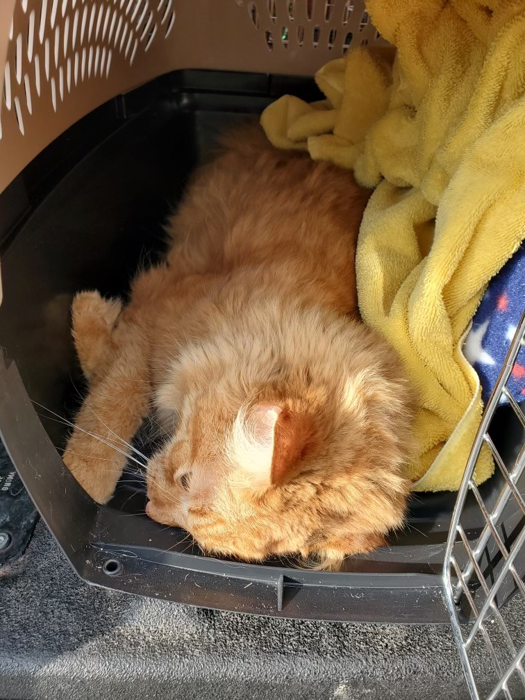 Orange cat curled up asleep in a pet carrier with a yellow blanket