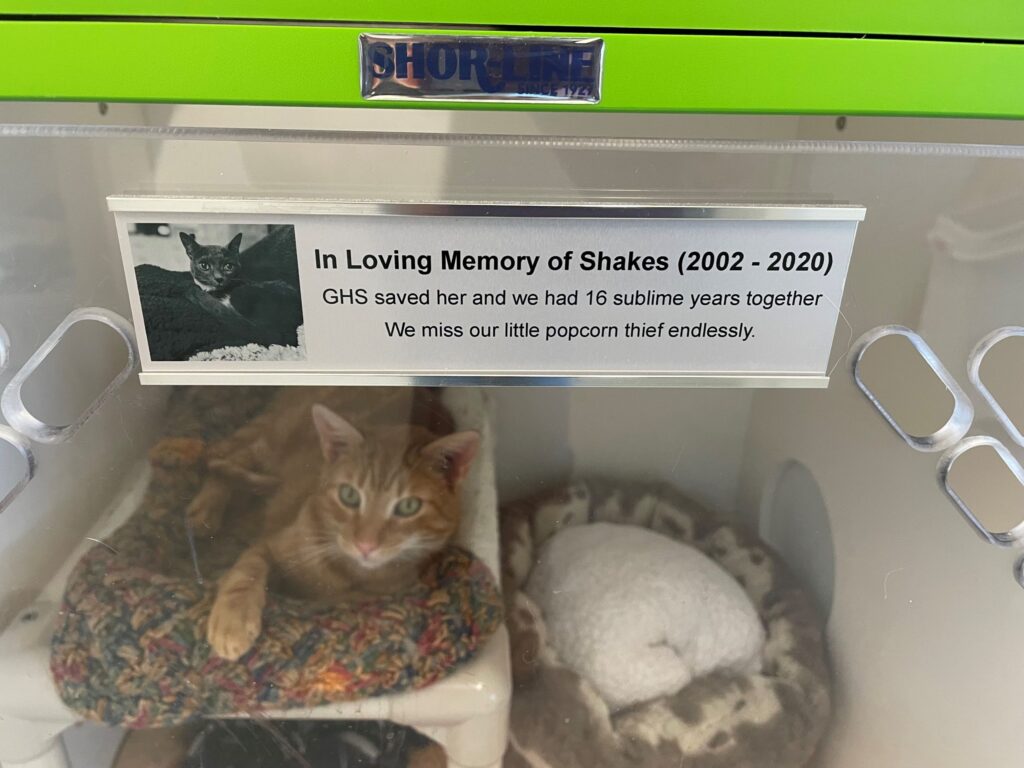 Two cats resting in a kennel below a plaque that reads "In loving memory of Shakes (2002 to 2020). GHS saved her and we had 16 sublime years together. We miss our little popcorn thief endlessly."
