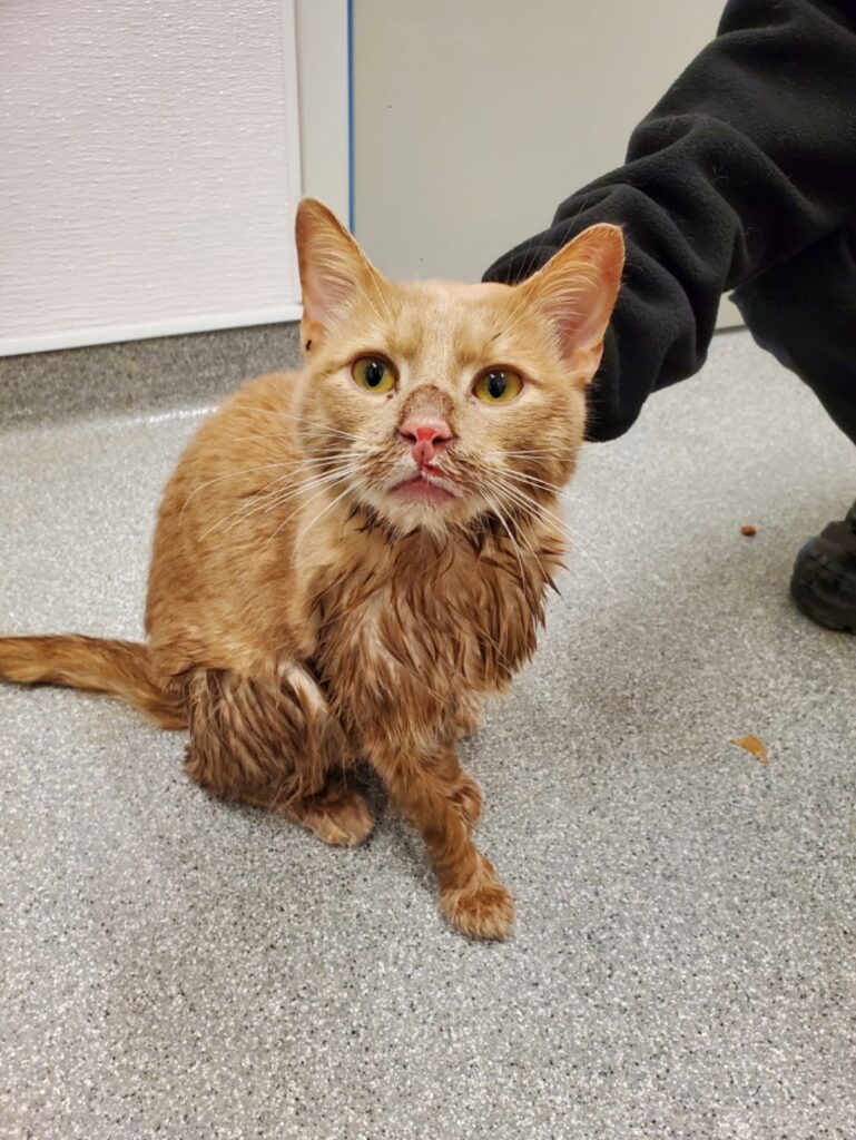 Kingo, an orange cat with matted fur, on his first day in care