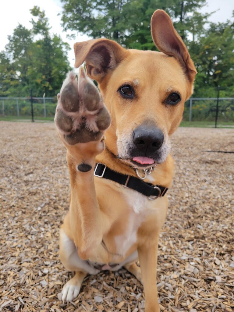 Wilma, a tan dog, raising her paw for a high five