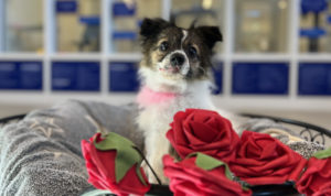 Dog in basket of roses.