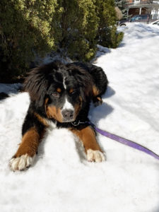 Bernese Mountain Dog in snow