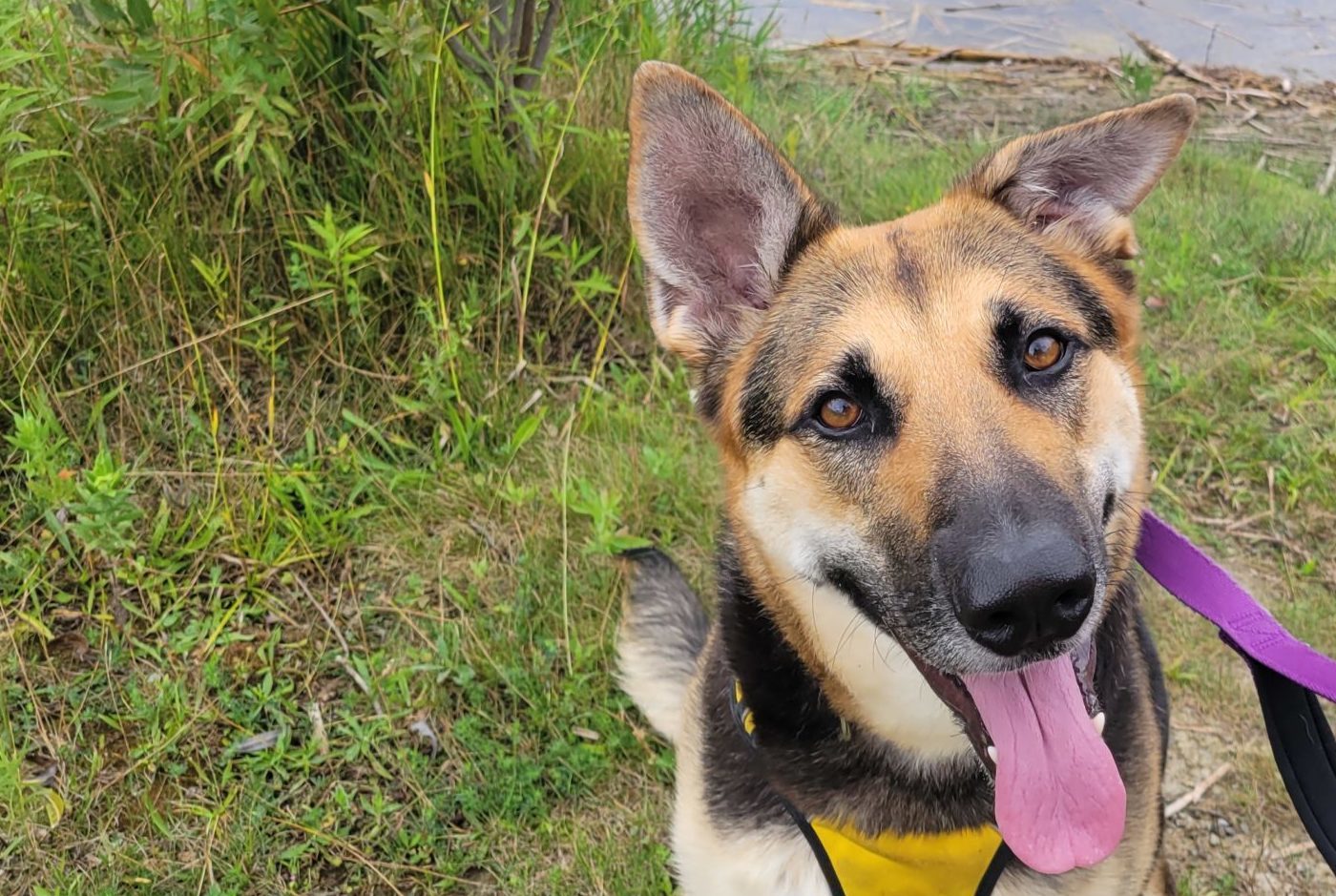 German shepherd mix with its tongue out in a grassy yard
