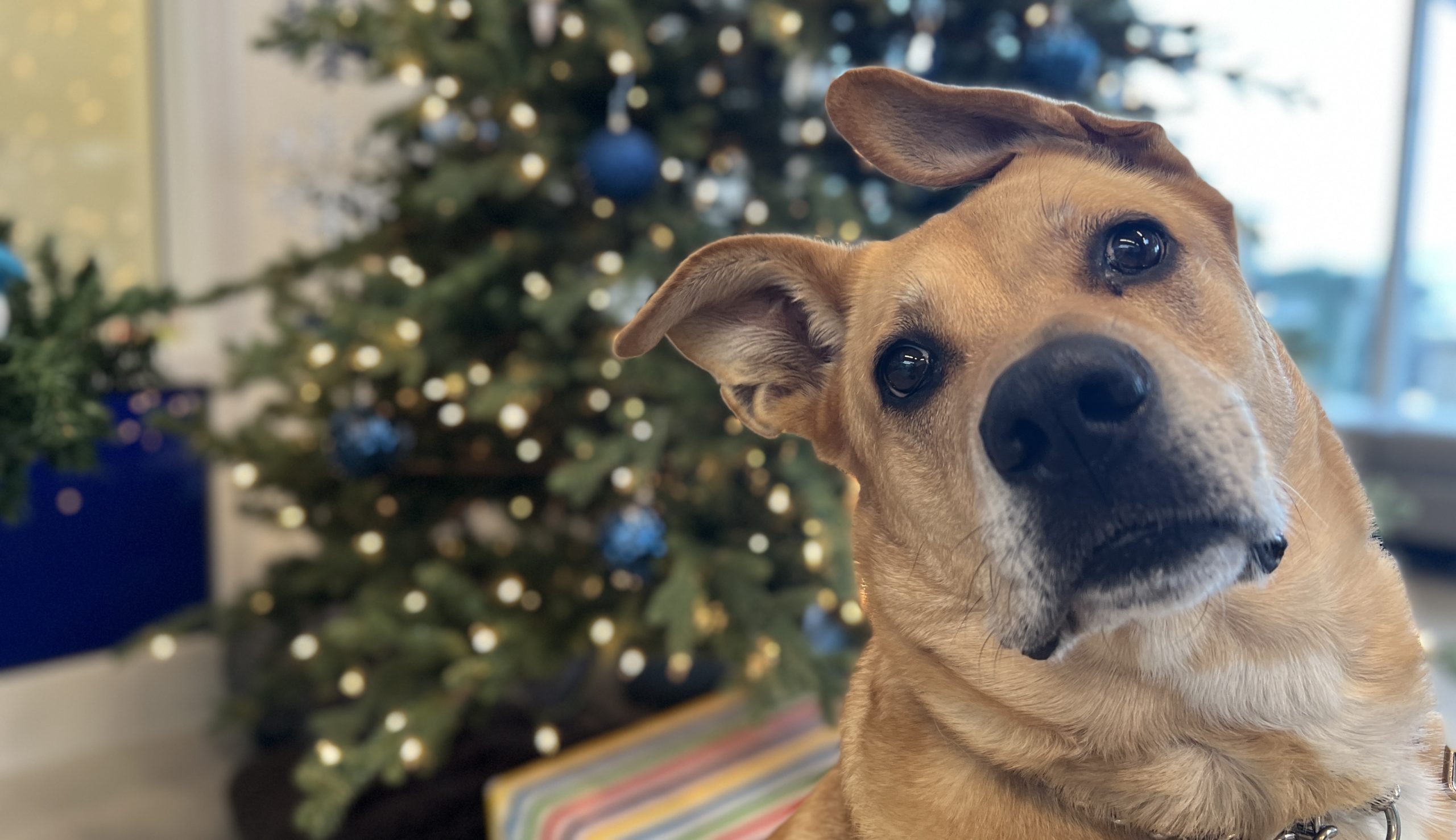 Wilma, Lab mix with holiday tree