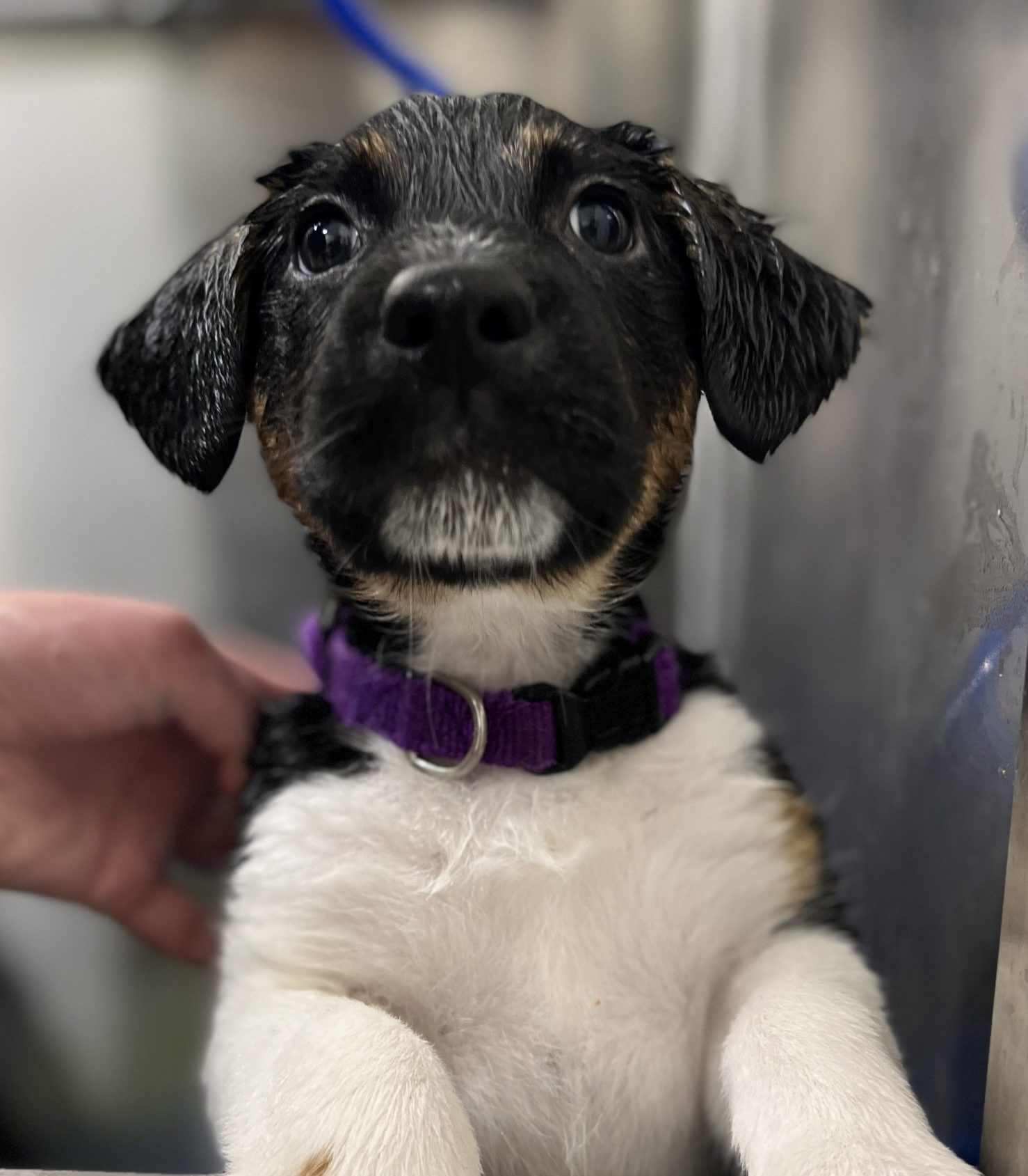 Black and white puppy with a purple collar looking up at the camera