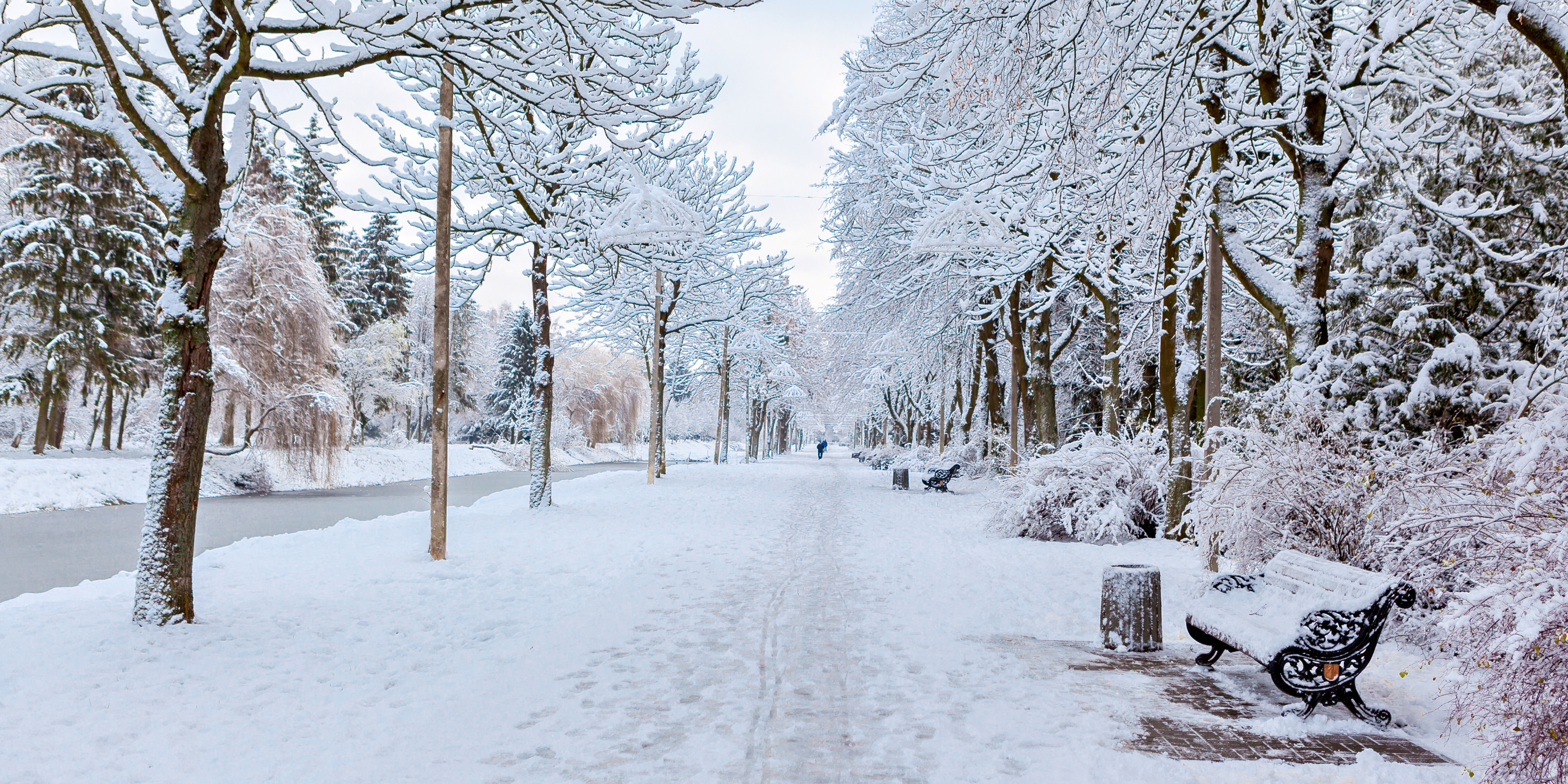 Snow-covered path lined with frosted trees