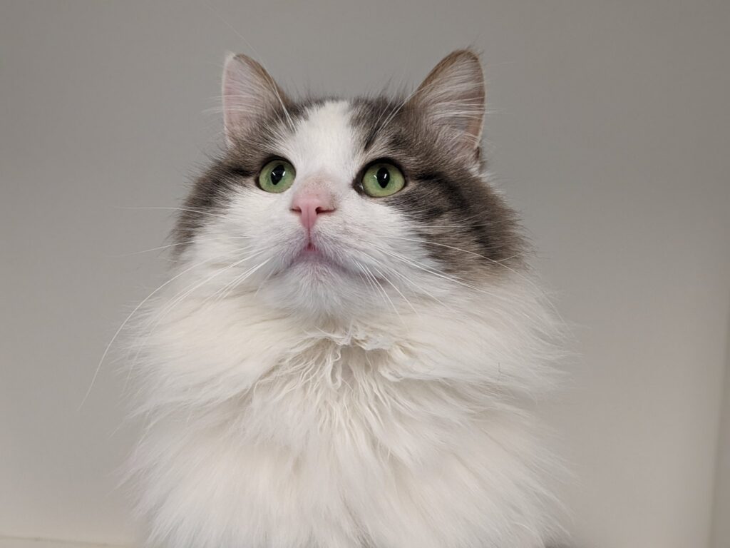 Gulliver, a one-year-old fluffy grey and white cat, looking upward
