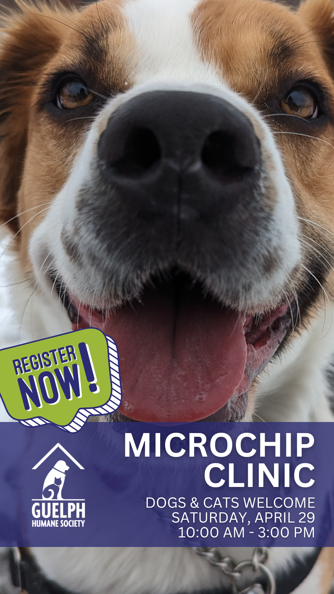 photo of dog with words register for microchip clinic on April 29