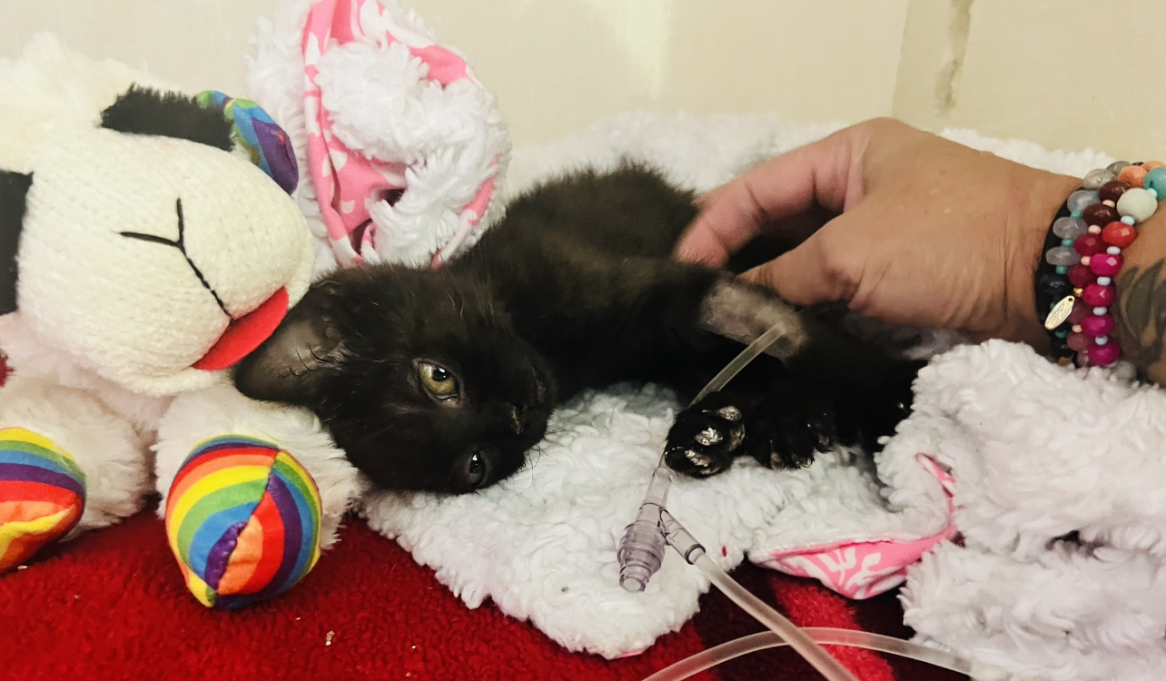 Small black kitten lying on a blanket with plush toys while a person gently pets her